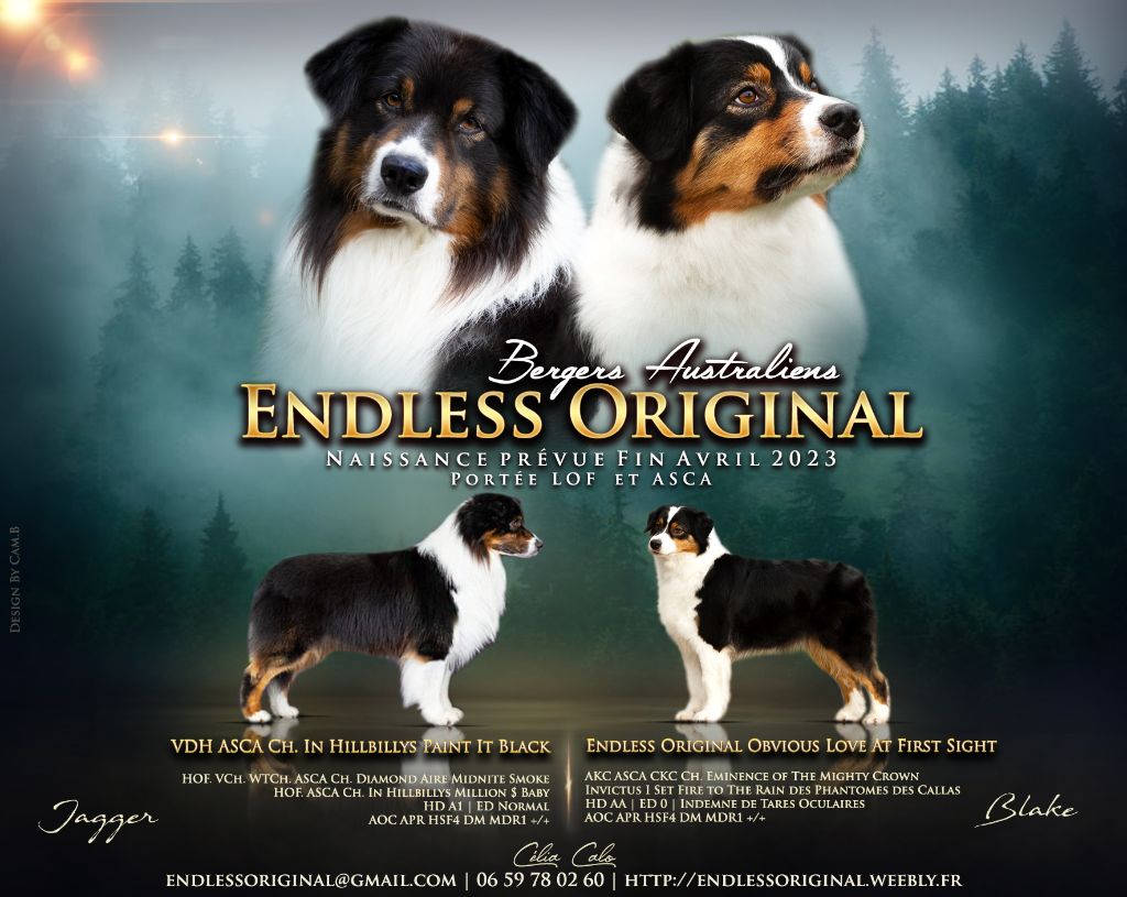 chiot Berger Australien Endless Original