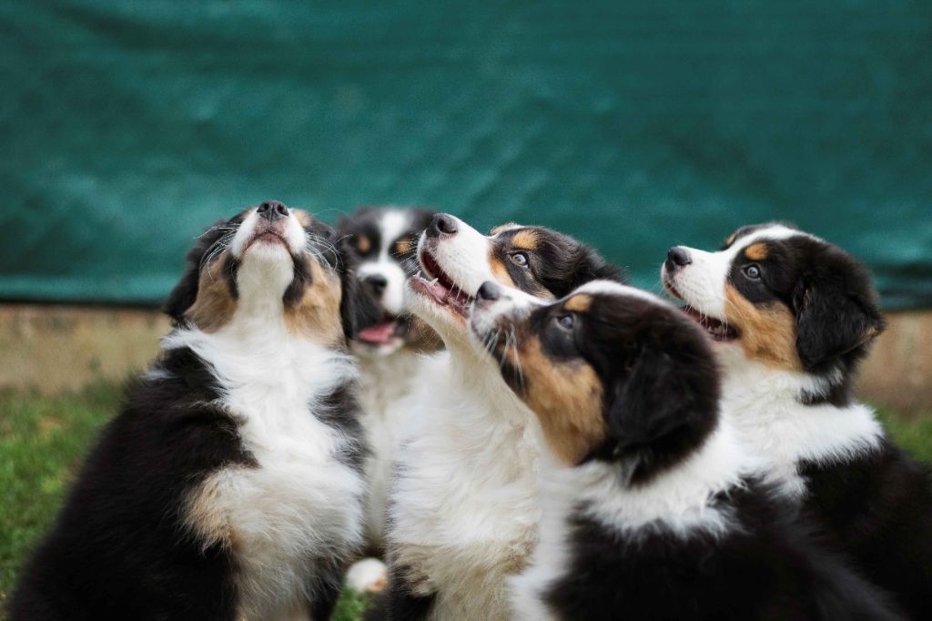 Endless Original - Des petits chiots d'ici quelques semaines!