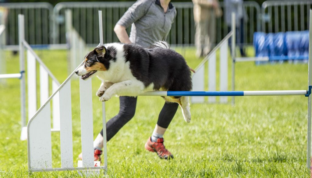 Quinn à l'agility