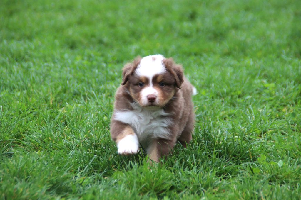 Endless Original - Chiots disponibles - Berger Australien