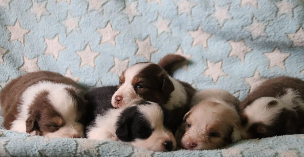 Chiot Berger Australien Endless Original