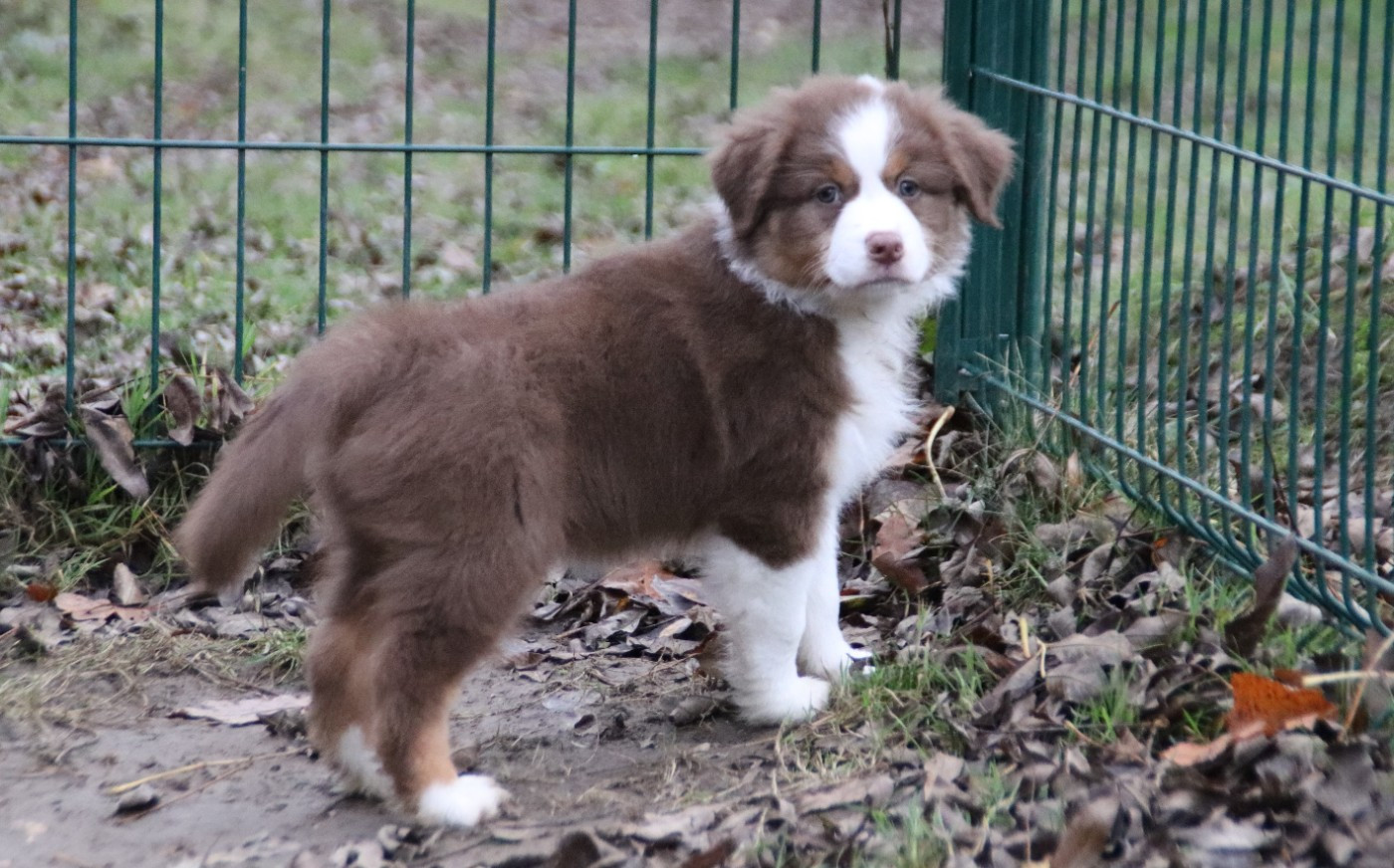 Endless Original - Chiots disponibles - Berger Australien