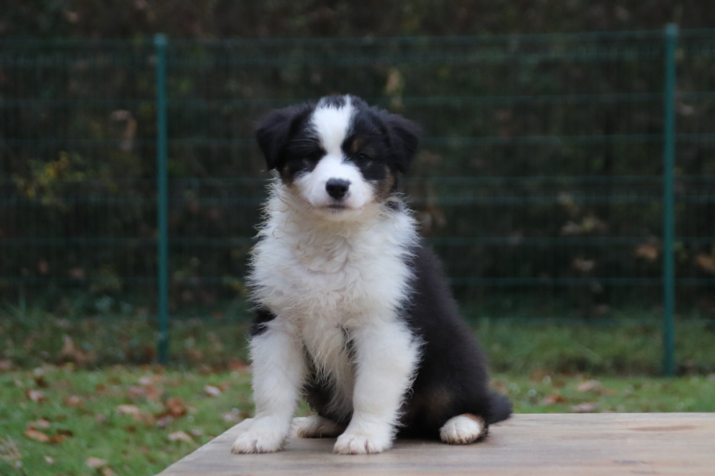 Endless Original - Chiots disponibles - Berger Australien