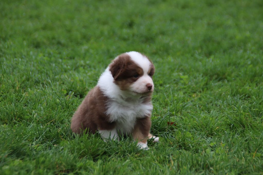 Endless Original - Chiots disponibles - Berger Australien