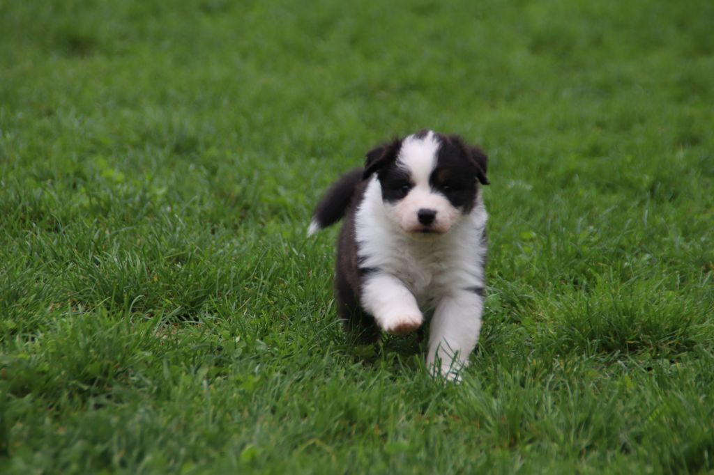 Endless Original - Chiots disponibles - Berger Australien