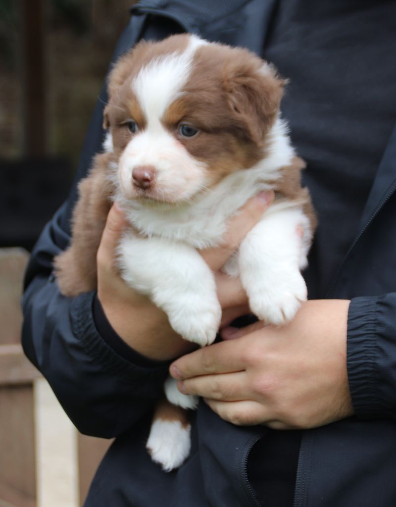 Endless Original - Chiots disponibles - Berger Australien