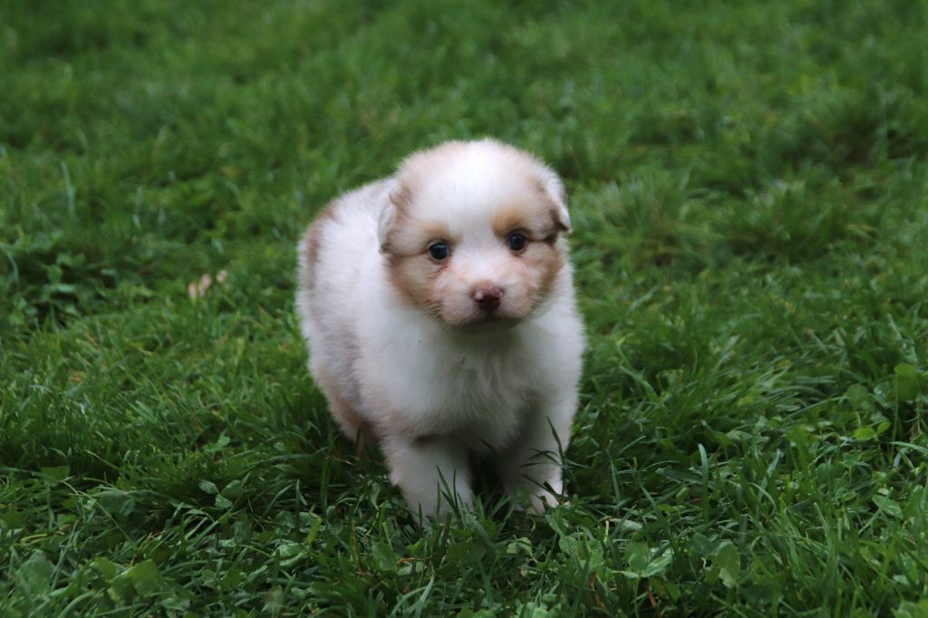 Endless Original - Chiots disponibles - Berger Australien